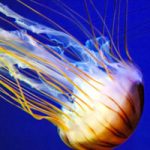 Scientists Try Using Mucus From Jellyfish To Clean The Seas