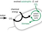 Weizmann Institute team engineers E. coli to eat carbon dioxide