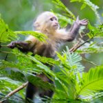 New Study Shows Monkeys ‘See’ as Humans Do