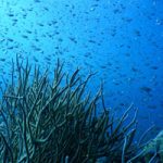 Northern Red Sea corals live close to the threshold of resistance to cold temperatures
