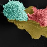 Technion discovers body’s mechanism for preventing false immune responses