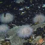 New Deep-Sea Hotspot Offers Climate Change Insights