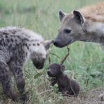 Spotted hyenas pass down social ties and classes