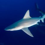 Sandbar sharks travel furthest than ever tracked