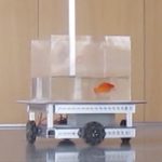Fish Out of Water? Israeli Researchers Have Taught Goldfish to Drive