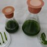  TAU helps crack mystery of photosynthesis in fast-growing algae