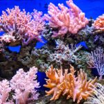 How to fix coral reefs? 3D print them