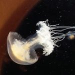 New study discovers where Israel’s jellyfish come from