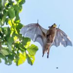 What happens when bats in Tel Aviv are active during the day? – study