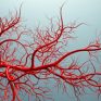  Scientists Discover That Blood Vessels Remember Their Origins